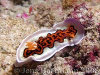 Chromodoris gleniei